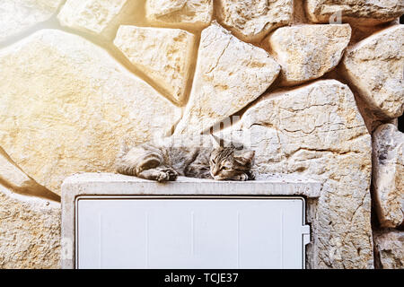 Giovani cat di relax all'aperto nella parte anteriore del muro di pietra naturale Foto Stock