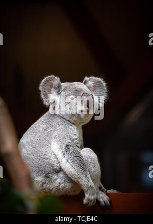 Una immagine ritratto di wild koala seduto su una struttura ad albero Foto Stock