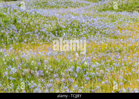 Mima Mounds Area Naturale conservare vicino a Olympia, Washington, Stati Uniti d'America. Campo di comune Camas fiori selvatici. Foto Stock