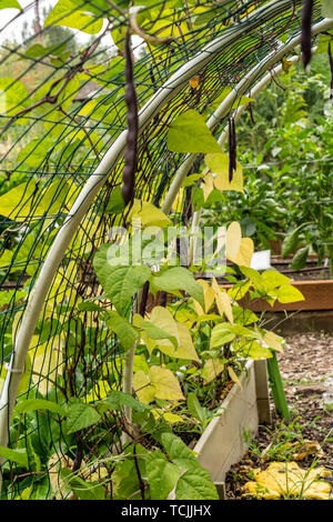 Bellevue, Washington, USA. Violetta Podded senza filo palo fagioli cresciute su un traliccio arcuata. Foto Stock