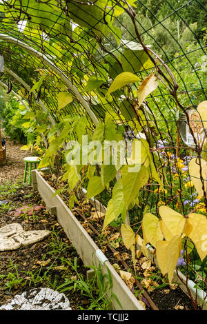 Bellevue, Washington, USA. Violetta Podded senza filo palo fagioli cresciute su un traliccio arcuata. Foto Stock