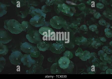 Acqua centella, Gotu kola, Centella asiatica, centella asiatica, centella asiatica foglie verde scuro dello sfondo del tono Foto Stock