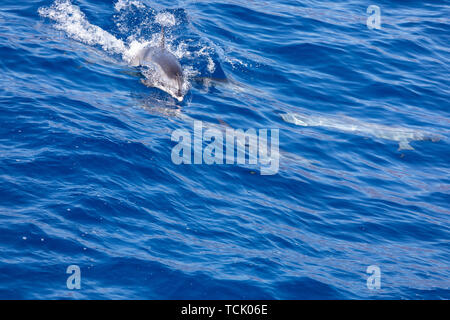 Famiglia i delfini nuotare nell'oceano blu in Tenerife,Spagna Foto Stock