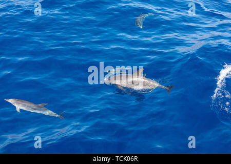 Famiglia i delfini nuotare nell'oceano blu in Tenerife,Spagna Foto Stock