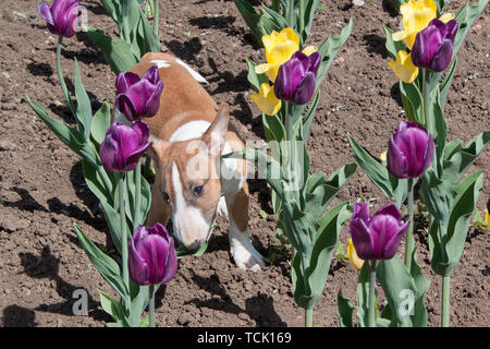 Carino miniatura bull terrier è di giocare sul campo con i tulipani. Gli animali da compagnia. Tre mesi. Foto Stock