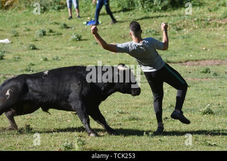 Un giovane uomo schiva un toro nella sabbia dell'arena durante la corrida  che si tiene una volta che la corsa dei tori era finita per le strade della  città. Questo venerdì, il