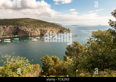 Sofiko, Grecia. Le aziende di allevamento ittico orate e spigole di acquacoltura Selonda a Selonda Bay Foto Stock