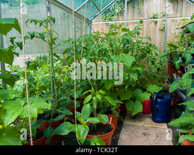 Pomodoro, Cetriolo e piante di pepe in crescita in un dilettante del giardiniere serra all'inizio dell'estate. Foto Stock