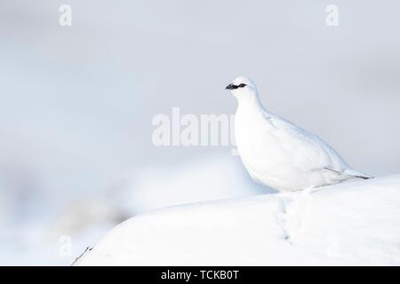 Pernice bianca (Lagopus muta) in inverno piumaggio, seduto nella neve, Highlands Scozia, Gran Bretagna Foto Stock