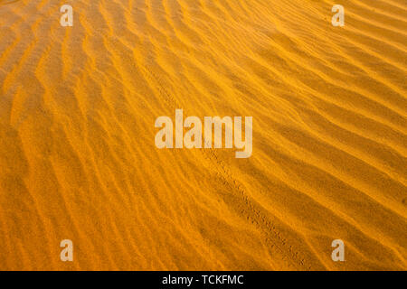 Tracce di coleotteri nel deserto Foto Stock