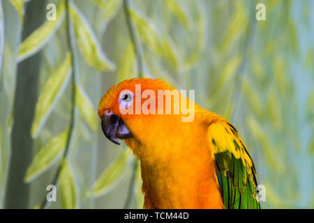 Il pappagallo è vivacemente colorato in giallo si siede nella gabbia Foto Stock