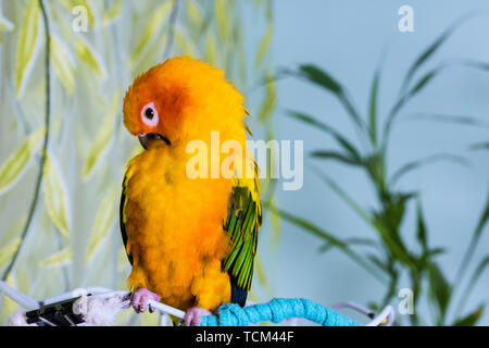 Adorabili colorato sun conure pappagallo seduto in gabbia Foto Stock