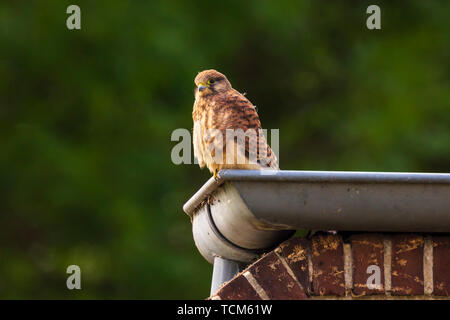Closeup ritratto di un comune femmina gheppio (Falco tinnunculus) di appoggio e preening in una gronda del tetto di una casa Foto Stock