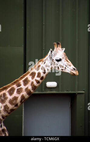 La Rothschild giraffe (giraffa) ritratto Foto Stock