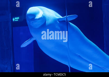 Le balene beluga in Haichang Ocean Park, Shanghai Foto Stock