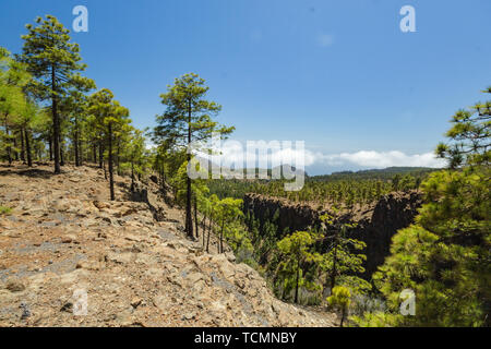 Sassoso sentiero circondato da alberi di pino a giornata di sole. Cielo blu chiaro e alcune nuvole lungo la linea di orizzonte. Tracciamento rocciose su strada asciutta in zona di montagna con Foto Stock