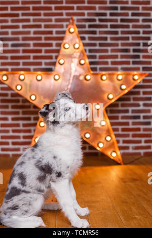 Australian Shepherd Aussie , 3 mesi di età, seduti contro di legno decorativo stella con vecchie lampade su uno sfondo grigio di un muro di mattoni. Moderno grungy int Foto Stock