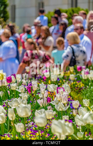 Array di fiori con petali colorati blooming in una giornata di sole in primavera Foto Stock