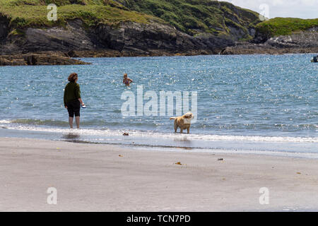 Tragumna, West Cork, Irlanda, 9 giugno 2019, nonostante il sole un rigido vento onshore mantenuto la maggior parte dei vacanzieri della spiaggia oltre a pochi temerari. Aphperspective credito/ Alamy Live News Foto Stock