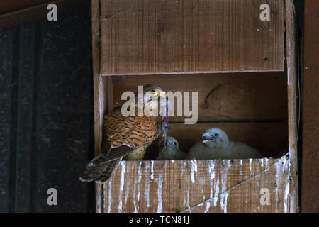 Earls Barton. Northamptonshire, Regno Unito. Il 9 giugno, 2019. Meteo, Dopo forti piogge degli ultimi giorni gheppio pulcini nesting in una vecchia scatola di Gufo stanno crescendo e facendo bene. Credito: Keith J Smith./Alamy Live News Foto Stock