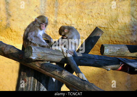 Zoo di Mosca. Voliera con macachi. Monkey mom con baby Foto Stock