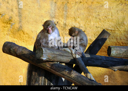 Zoo di Mosca. Voliera con macachi. Monkey mom con baby Foto Stock