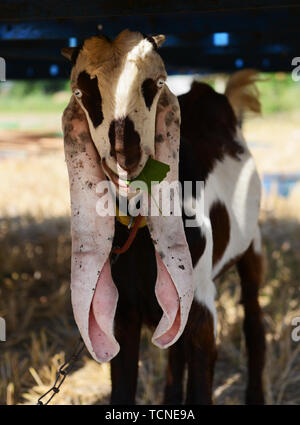 Una lunga eared capra in India del Sud. Foto Stock