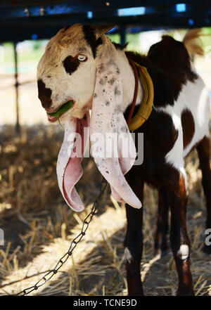 Una lunga eared capra in India del Sud. Foto Stock