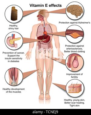 La vitamina E ed infografico effetti 3d medical illustrazione vettoriale su sfondo bianco Illustrazione Vettoriale