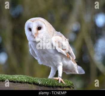 Barbagianni nel display di volo al mondo di uccelli, Surrey, Regno Unito Foto Stock