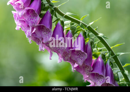 Close up di bella viola digitalis (foxglove) Fiori con un luminoso sfondo bokeh di fondo Foto Stock