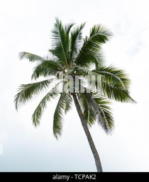 Basso angolo vista di noce di cocco verde Palm Tree contro Sky Foto Stock