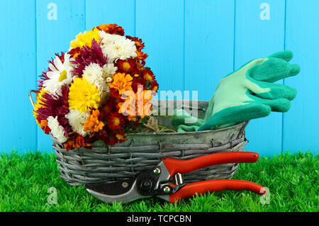 Secateurs con fiori in cesto su sfondo di legno Foto Stock