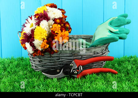 Secateurs con fiori in cesto su sfondo di legno Foto Stock