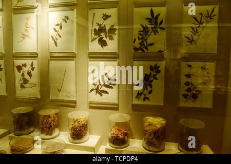 Exhibition Hall di cinese materiali medicinali Foto Stock