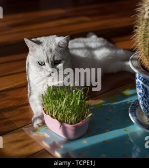 Cat breve gradiente argento Foto Stock