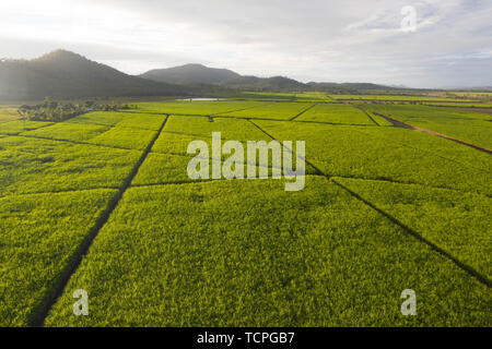 Veduta aerea le piantagioni di canne da zucchero agriculutural paesaggio tropicale nel paese delle meraviglie con le montagne sullo sfondo e il percorso dei campi inbtween Foto Stock