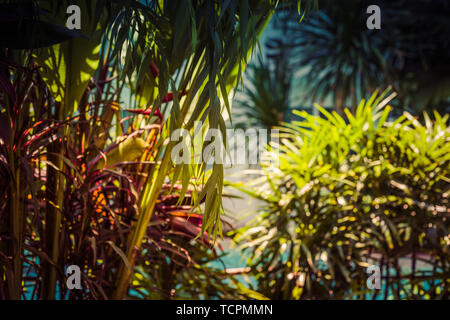 Una giungla tropicale. Vista panoramica di verde nella giungla tropicale. Foto Stock