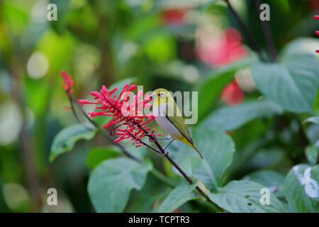 Fiori e uccelli foto, verde scuro ruggine-eyed bird con pollo corona letto jazz Foto Stock
