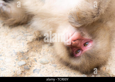 Neve giapponesi Macaque monkey in primavera calda Onsen Jigokudani Monkey Park, Nakano, Giappone Foto Stock