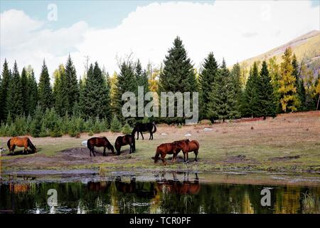 In erba dei pascoli sul bordo del lago in Kanas, Xinjiang, vi è un gruppo di cavalli al pascolo sull'erba. Ci sono montagne, acqua e alberi. La scena è molto bella. Si fa una bella {foto di un cavallo imbrancandosi}. Foto Stock