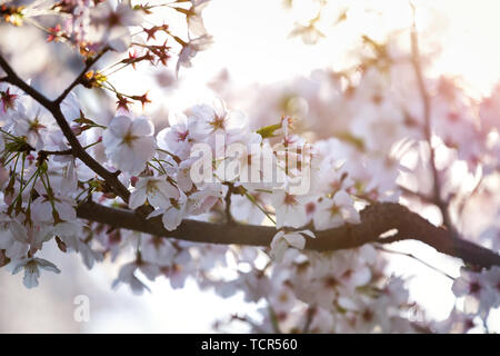 Fiore di ciliegio. Foto Stock