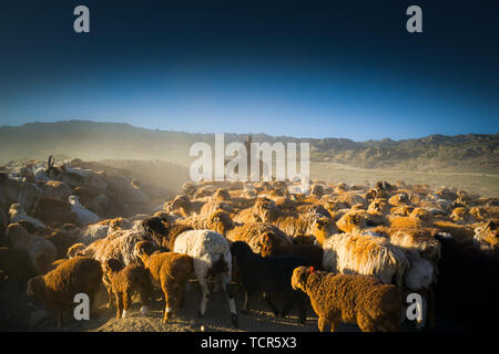 In Altai regione dello Xinjiang, sotto il sole di setting, mandriani nella valle di guidare le loro greggi ai pascoli estivi. Foto Stock