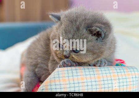 Piccolo gattino gioca sul divano igrushechno, un ritratto di un gattino grigio, il fuoco selettivo Foto Stock