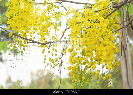 Golden Shower Tree. Cassia fistola Foto Stock