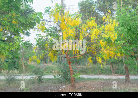 Golden Shower Tree. Cassia fistola Foto Stock