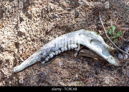 Animale osso mascellare di animale morto con denti grandi trovato steso a terra nella foresta. Strega mistico concetto. Foto Stock