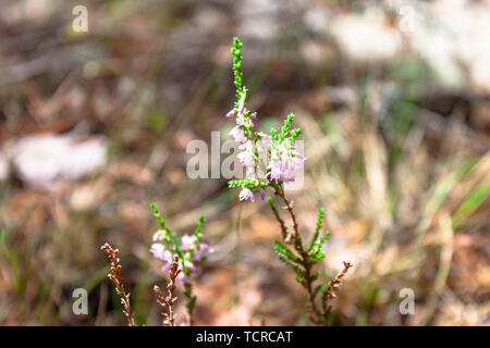 Splendido piccolo ramo di rosa fiori di erica closeup nella foresta sul fondo naturale Foto Stock