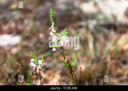 Splendido piccolo ramo di rosa fiori di erica closeup nella foresta sul fondo naturale Foto Stock