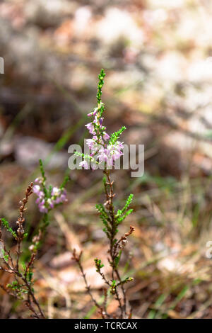 Splendido piccolo ramo di rosa fiori di erica closeup nella foresta sul fondo naturale Foto Stock